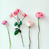 Individual flower stems for a design recipe.